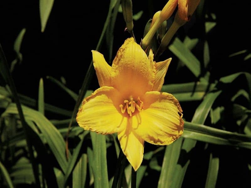 Yellow daylily 