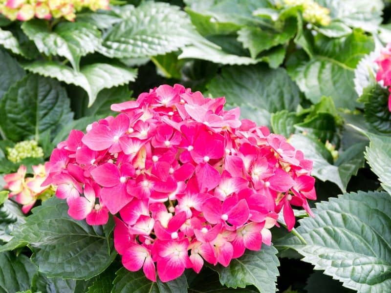 Summer crush hydrangeas