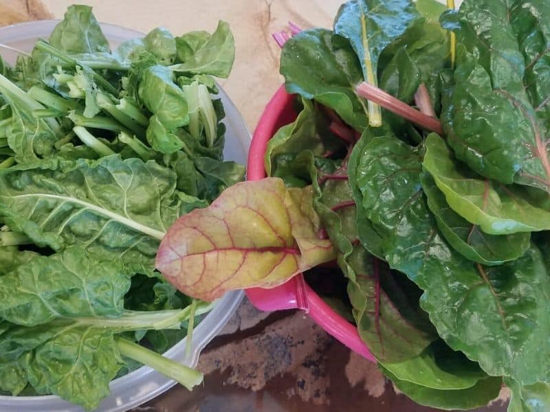 Fresh Swiss chard just picked from the garden