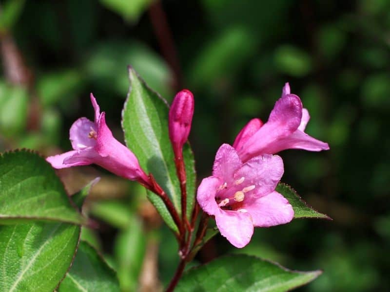 Hot pink Weigela flowers
