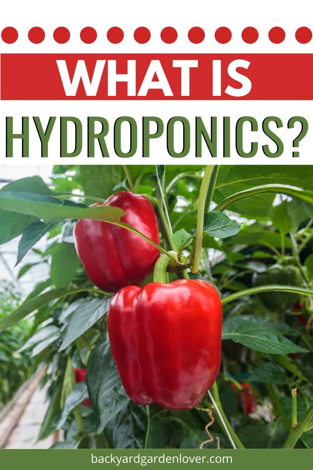 Red peppers - and what is hydroponics text