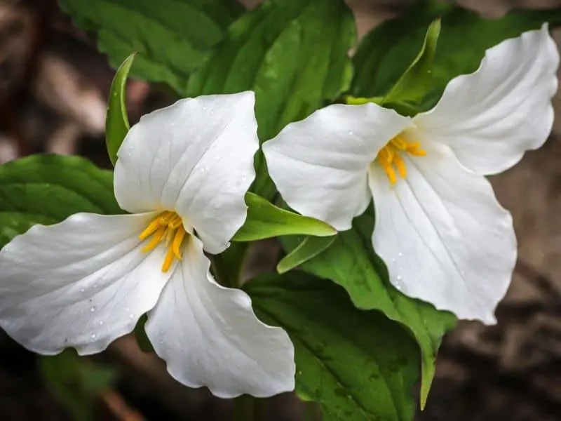 White trillium flowers