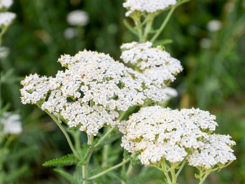 White yarrow flowers