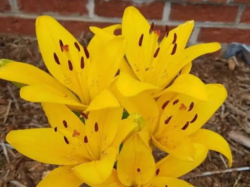 Yellow Asiatic lilies