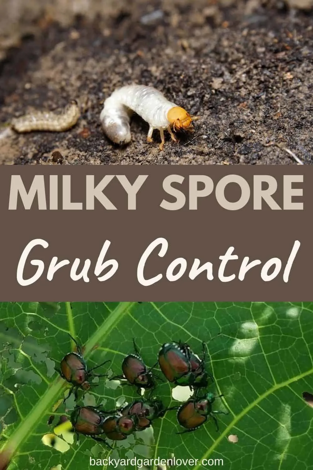 Milky spore grub control for your garden