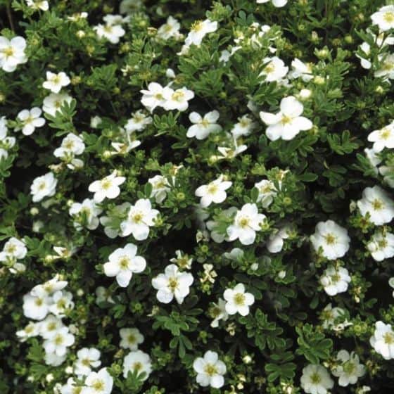 White flowers of Abbotswood Potentilla