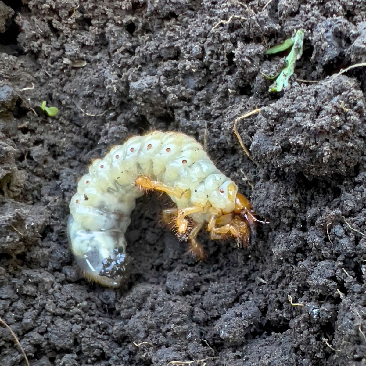 beetle larva in fertile soil.
