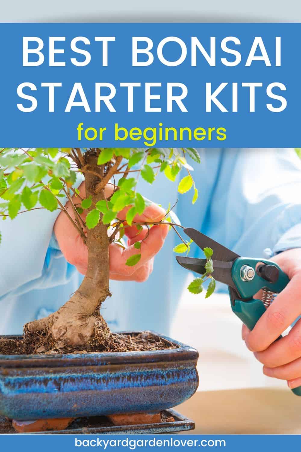 Best bonsai starter kits for beginners