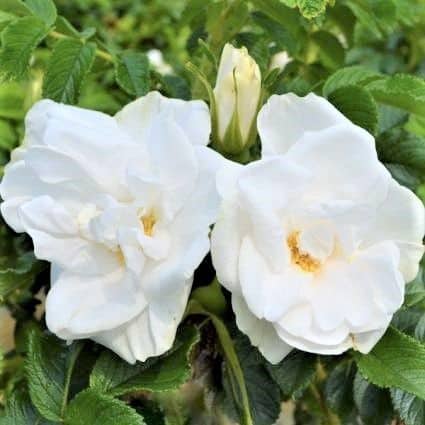 Blanc double de coubert hybrid rugosa rose