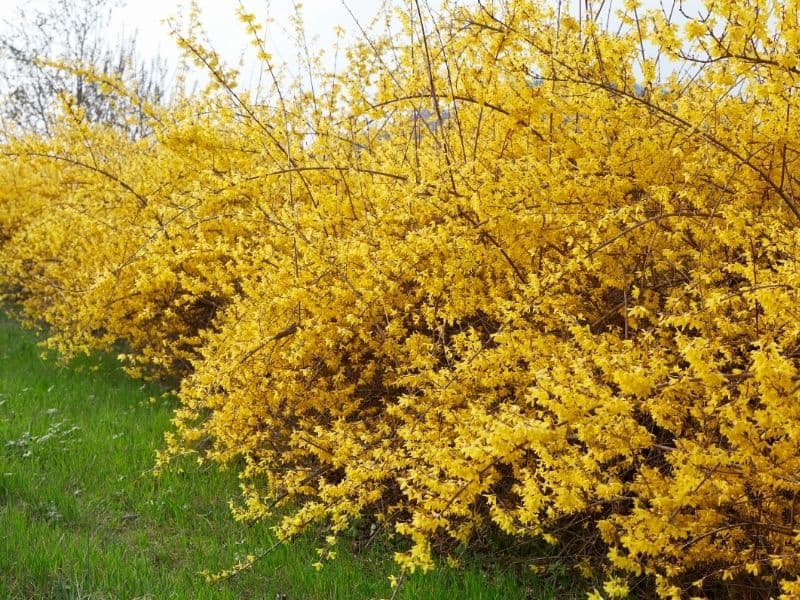Blooming forsythia along a fence