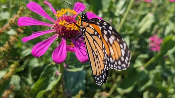 11 Best Flowers For A Stunning Butterfly Garden