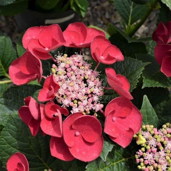 Cherry explosion hydrangea