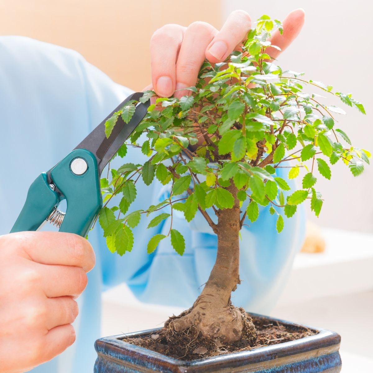 woman clipping a bonsai tree