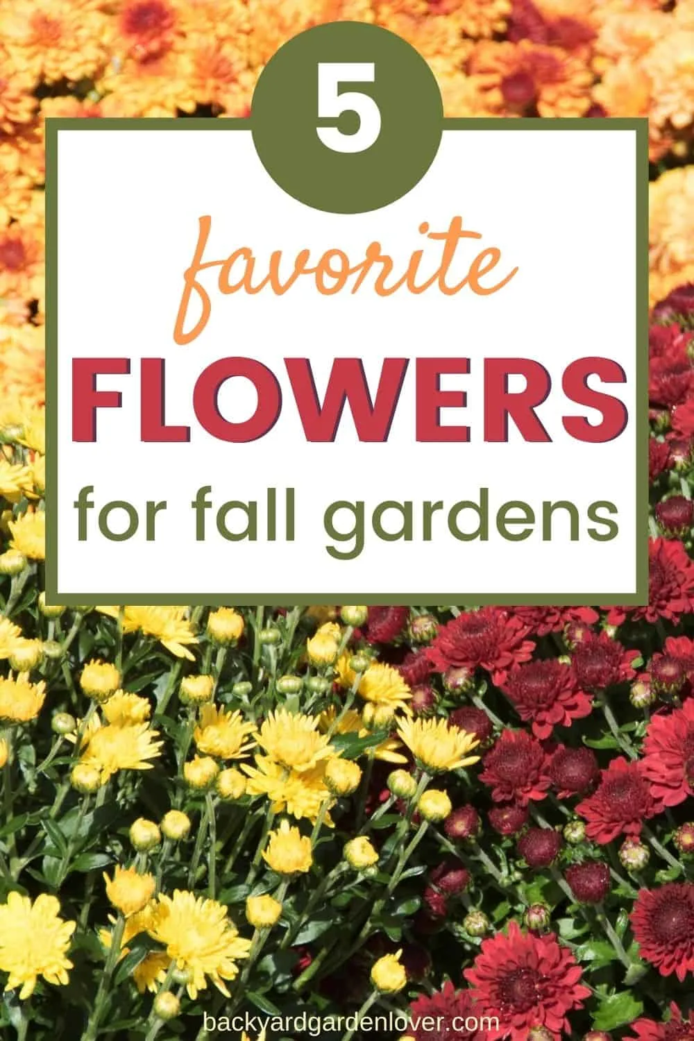 Favorite flowers for fall gardens pinterest image