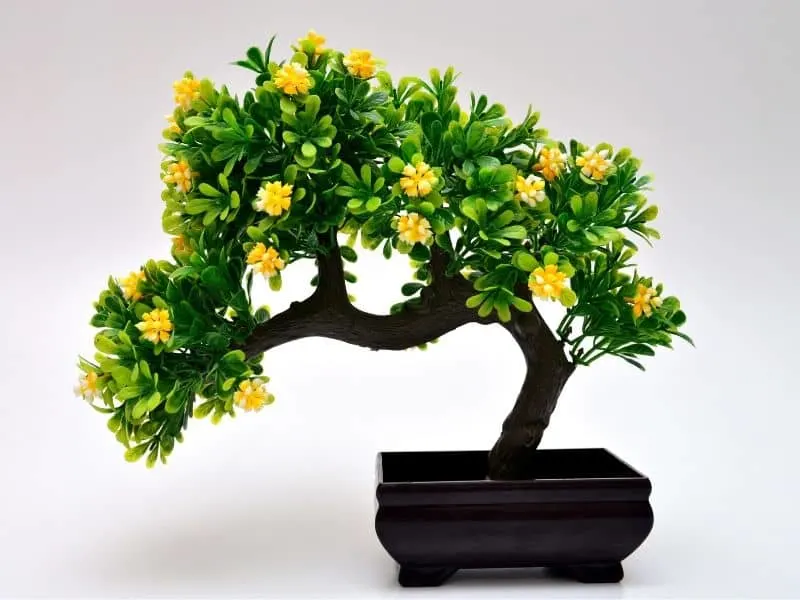 Bonsai tree with yellow flowers