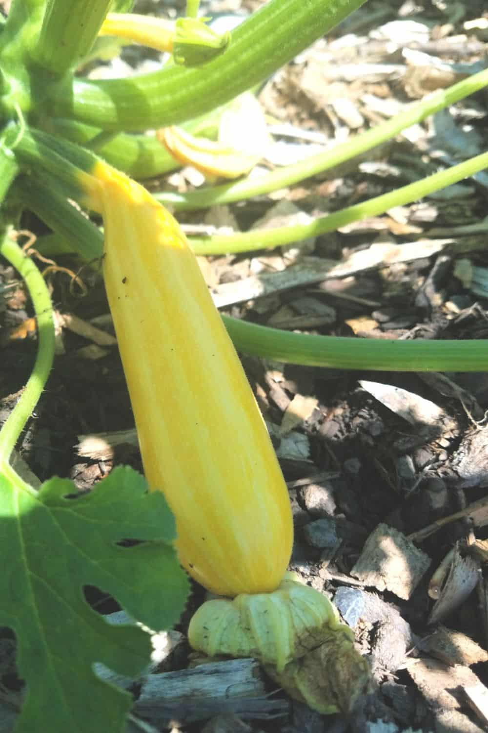 Golden zucchini in the garden