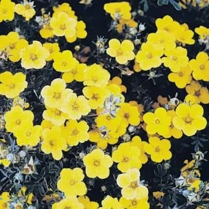 Yellow flowers of Goldstar Potentilla