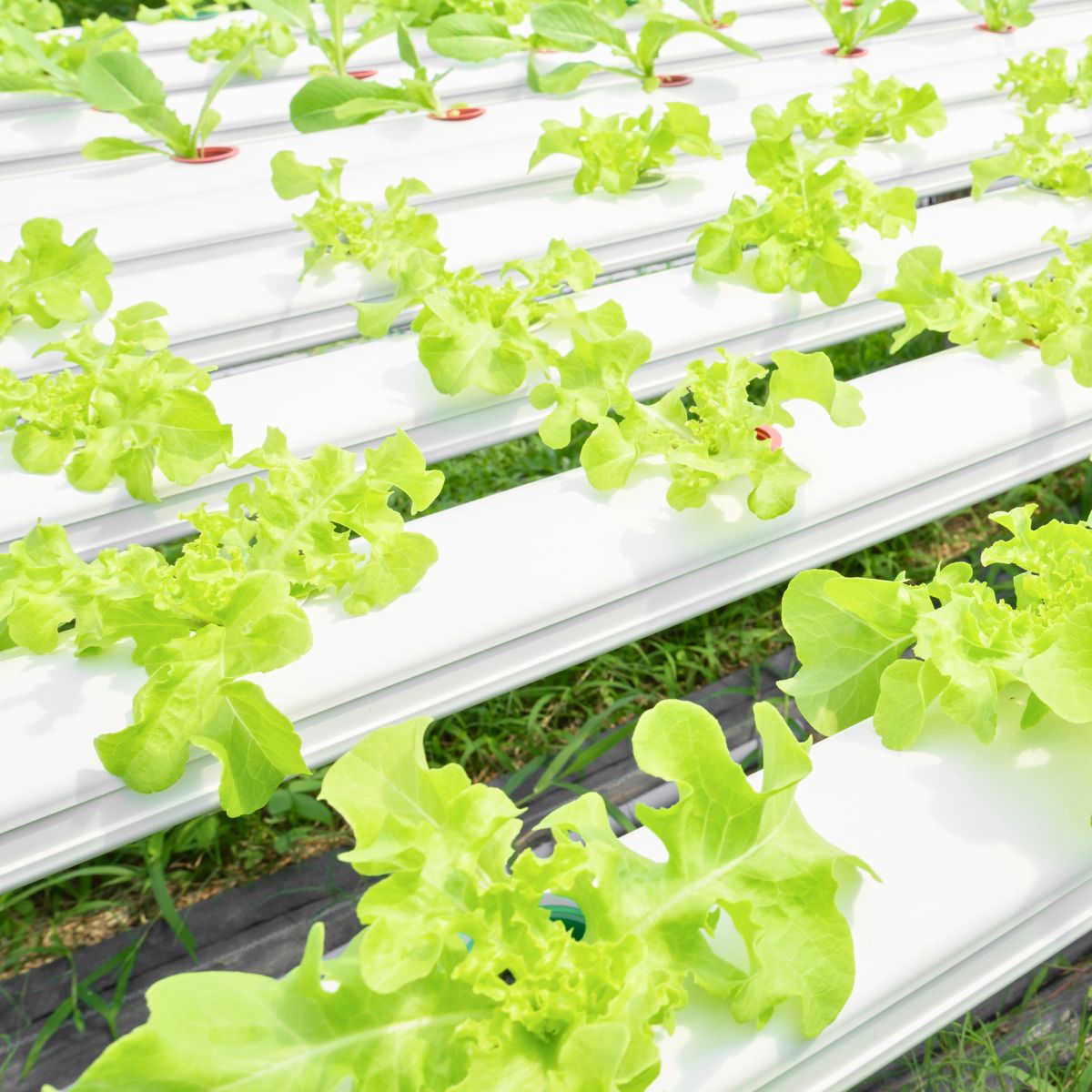 hydroponic lettuce setup.