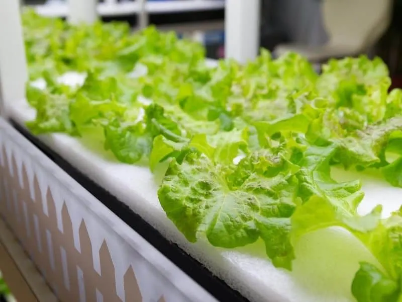 Lettuce growing in hydroponic system