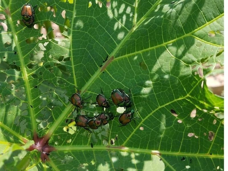 Japanese beetles feeding on my okra leaves