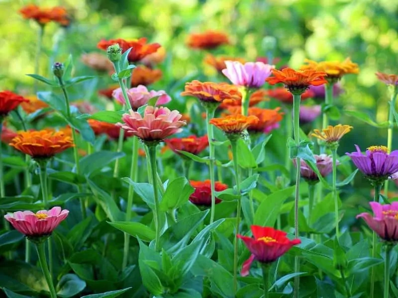 Colorful flower patch