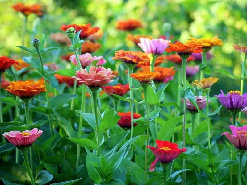11 Best Seed Catalogs For Serious Gardeners