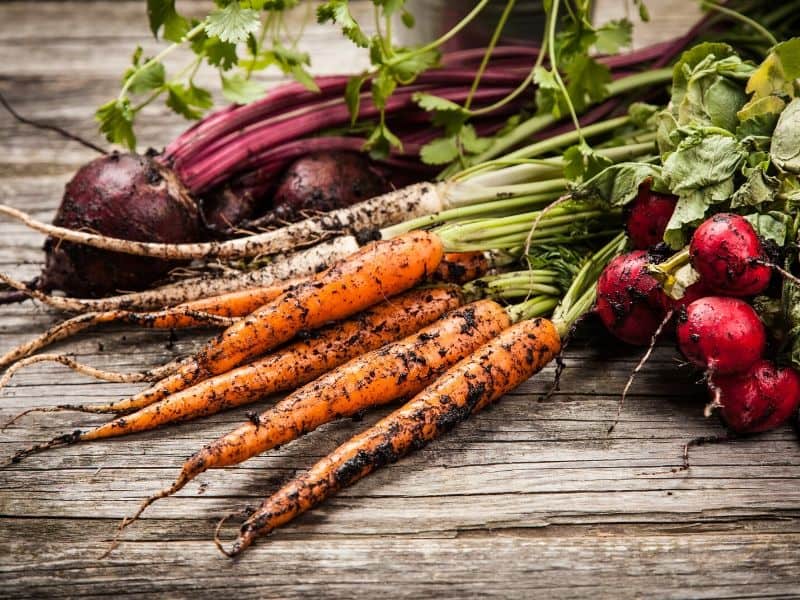 Organic root vegetables: carrots, beets and radishes