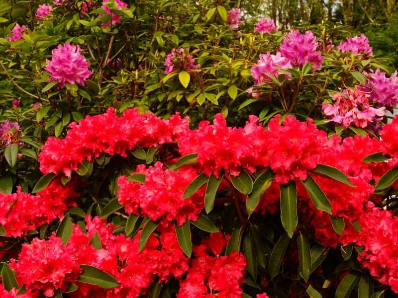 Beautiful Red Flowering Shrubs That Make Your Landscape Pop