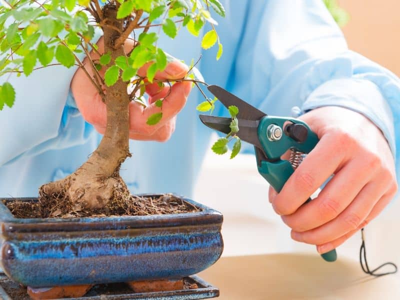 Man trimming a bonsai tree