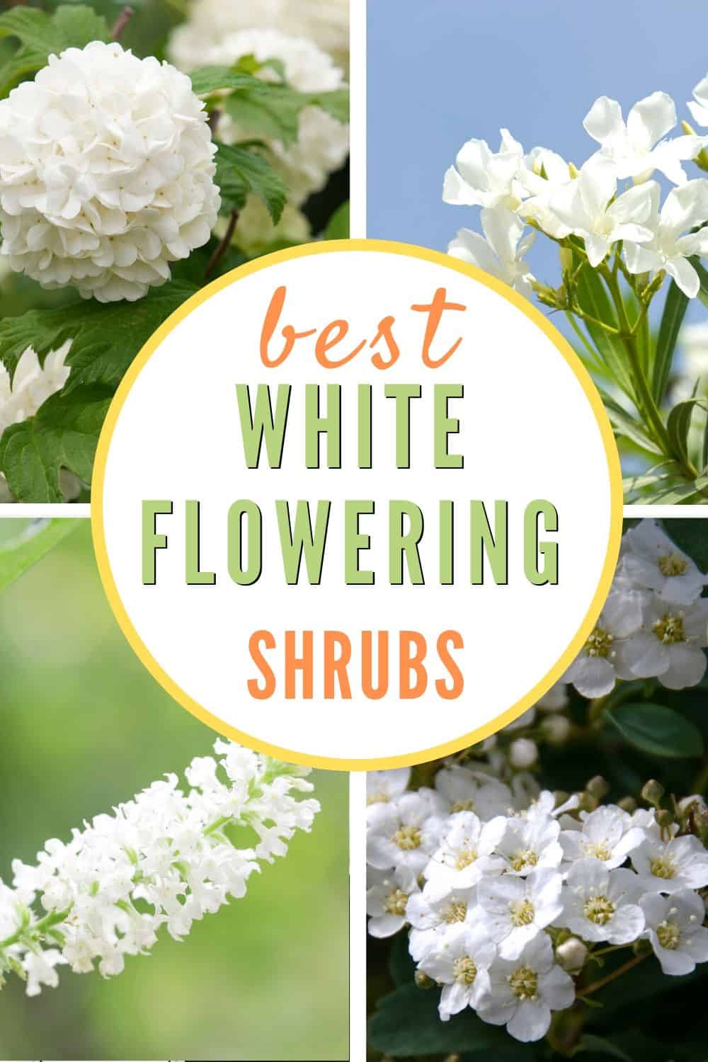 Collection of white flowering shrubs