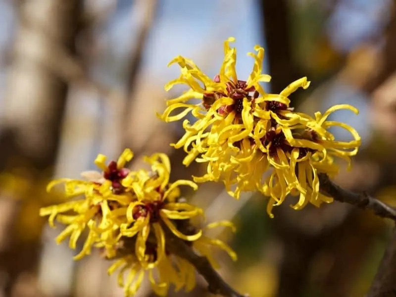 Witch hazel flowers