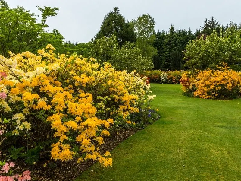 Yellow azalea landscape edging