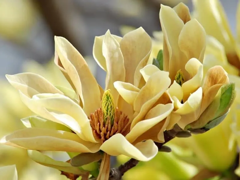 Yellow bird magnolia