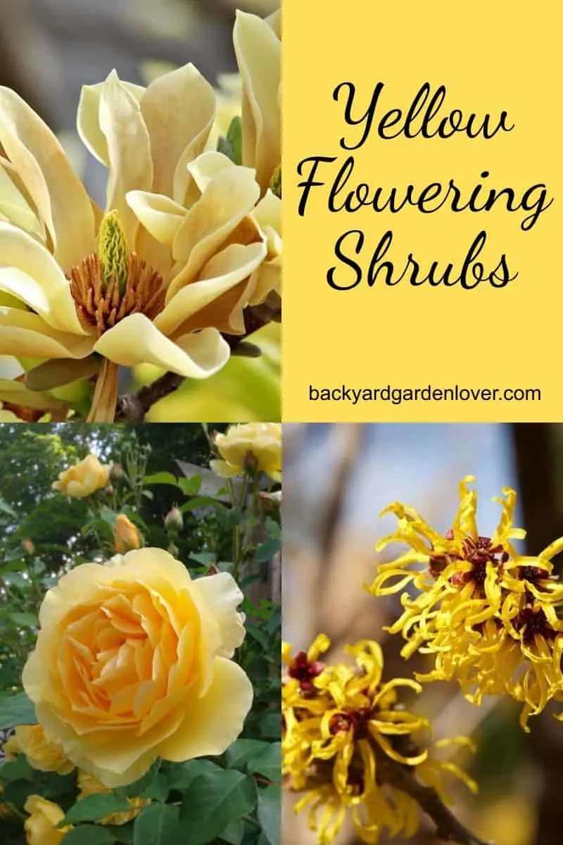 Yellow flowering shrubs collection
