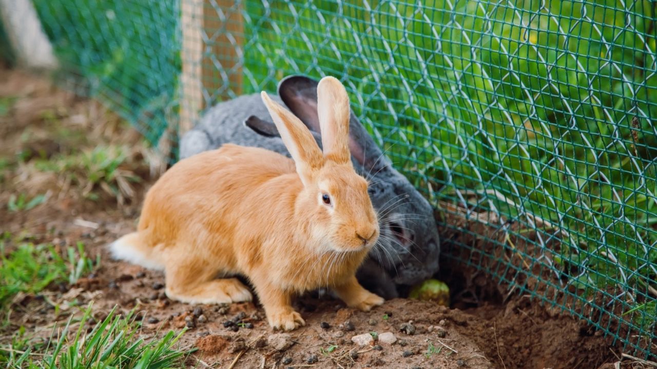 A brown and a grey rabbit are seen digging near a wire fence, engaging in natural burrowing behavior. The scene highlights their instinctive actions in a garden setting