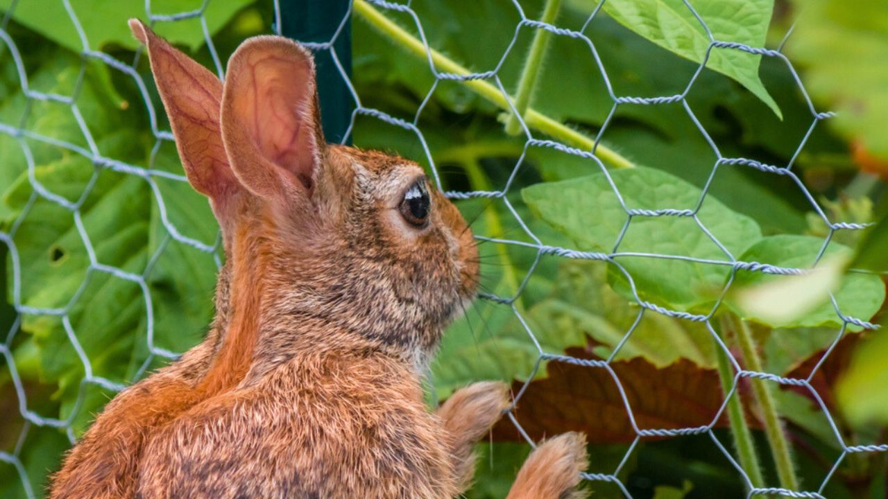 A rabbit stands up and leans on a garden fence, looking into the green garden helplessly.
