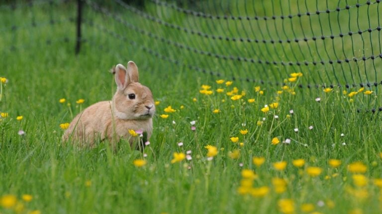 Brown rabbit on the right side of the fence with yellow flowers