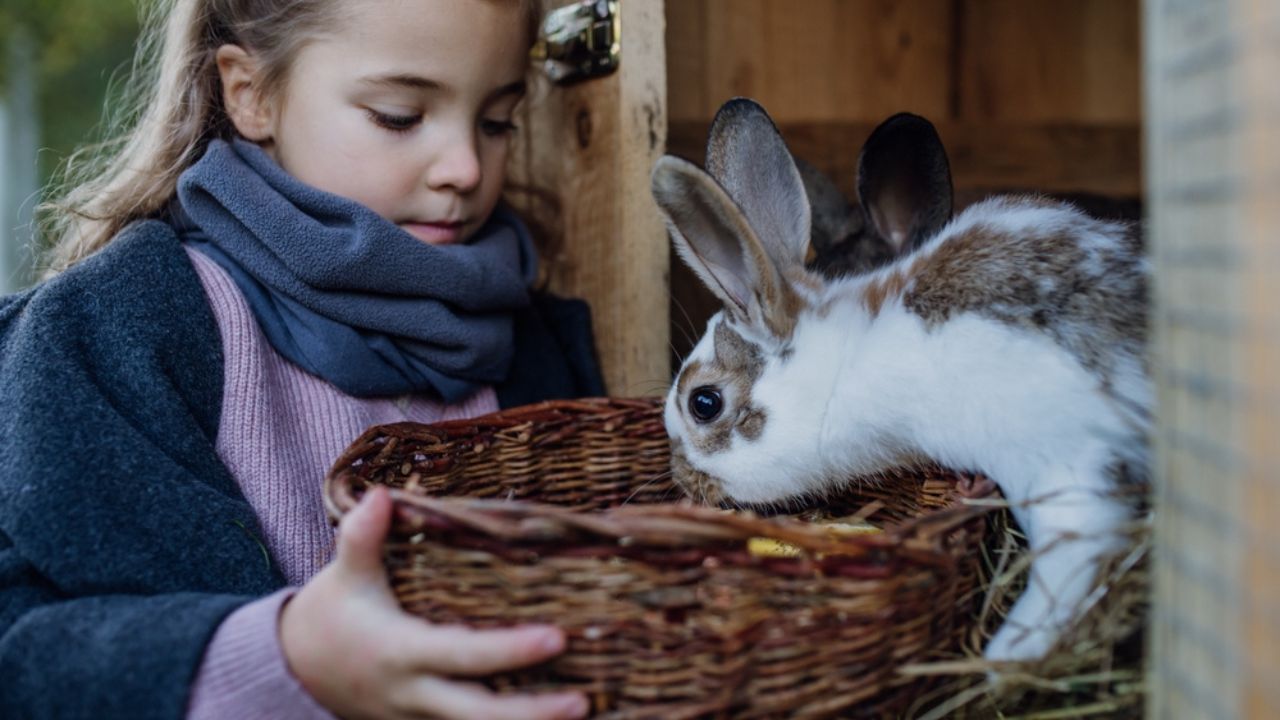 Girl feeding pet rabbit, giving it vegetables from the garden and old bread.