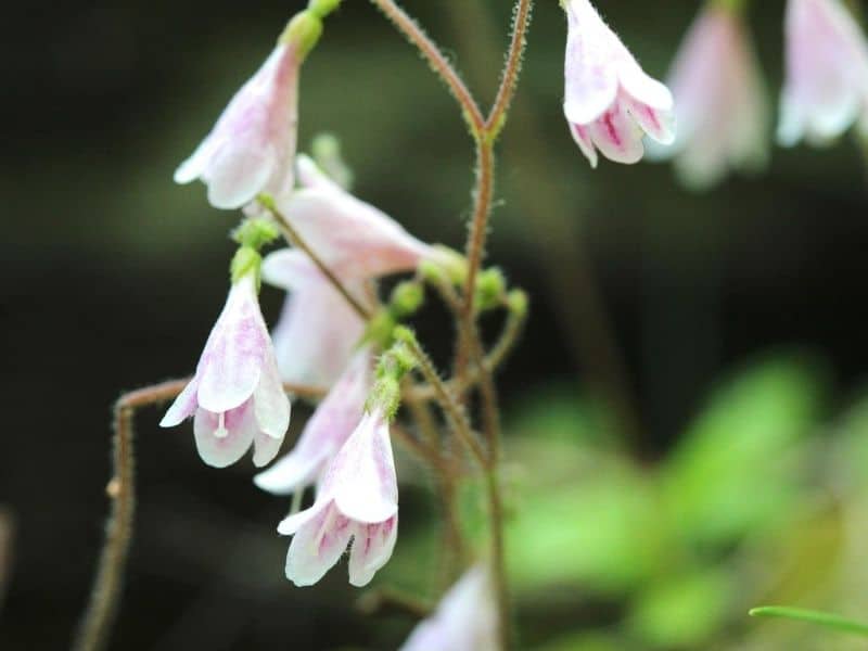 Linnaea borealis -  pink bell-shaped flower
