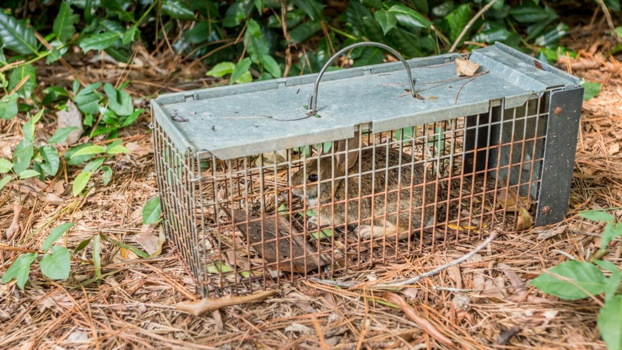 Rabbit in live humane trap. Pest and rodent removal cage. Catch and release wildlife animal control service.