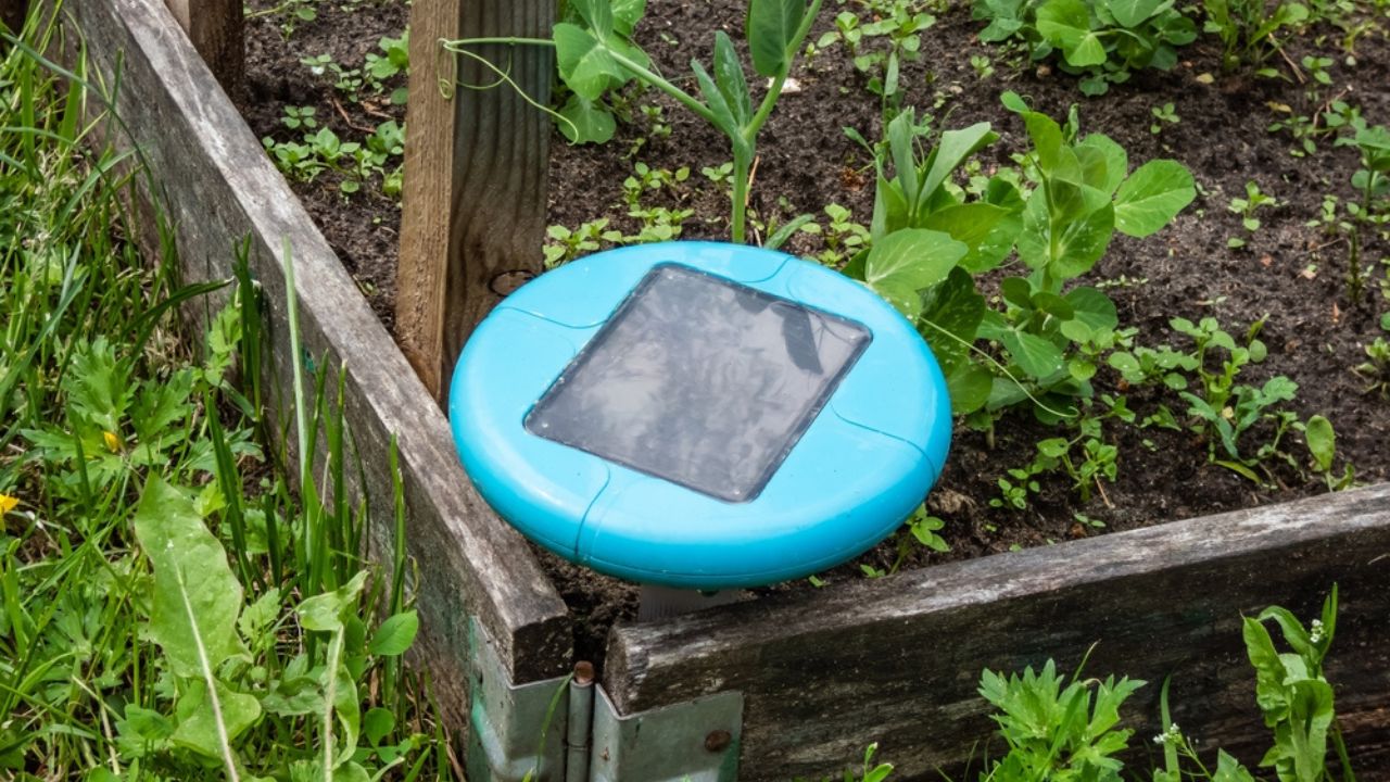 Ultrasonic, solar-powered mole repellent or repeller device in the soil in a vegetable bed with small green pea sprouts in bacground. Device with beeping keep out pests