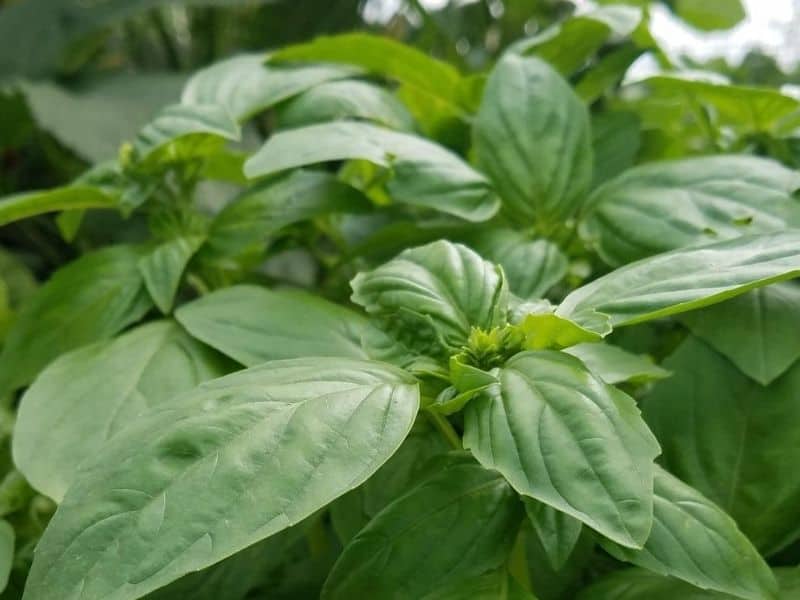 Basil plant growing in my garden