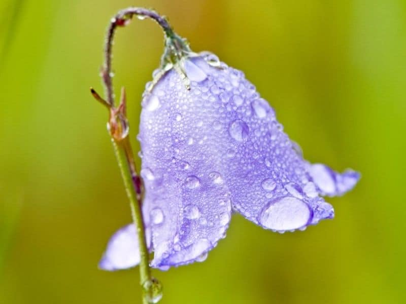 Bell shaped flower