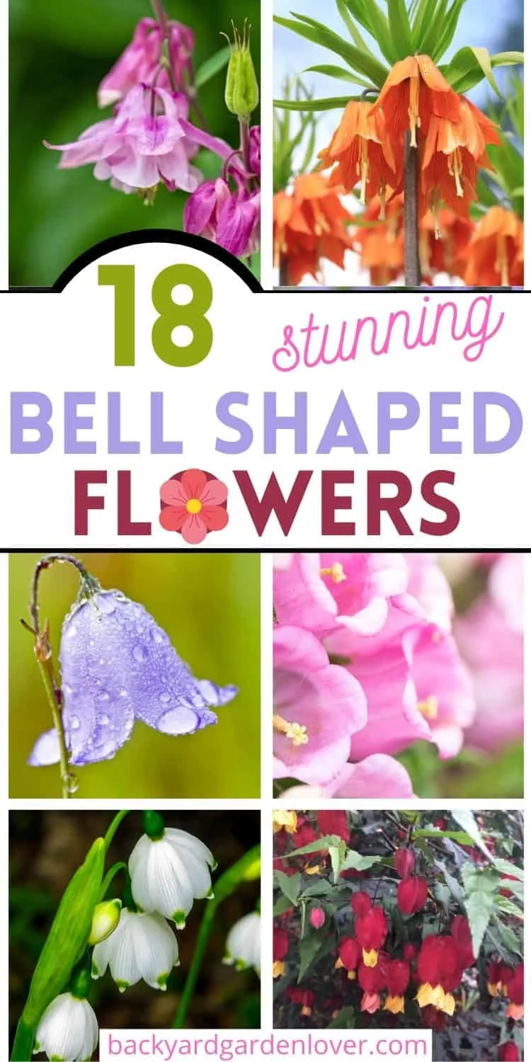 Stunning bell shaped flowers - Pinterest image