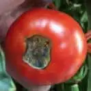 Blossom end rot on tomato