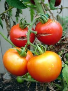 Cracking tomatoes