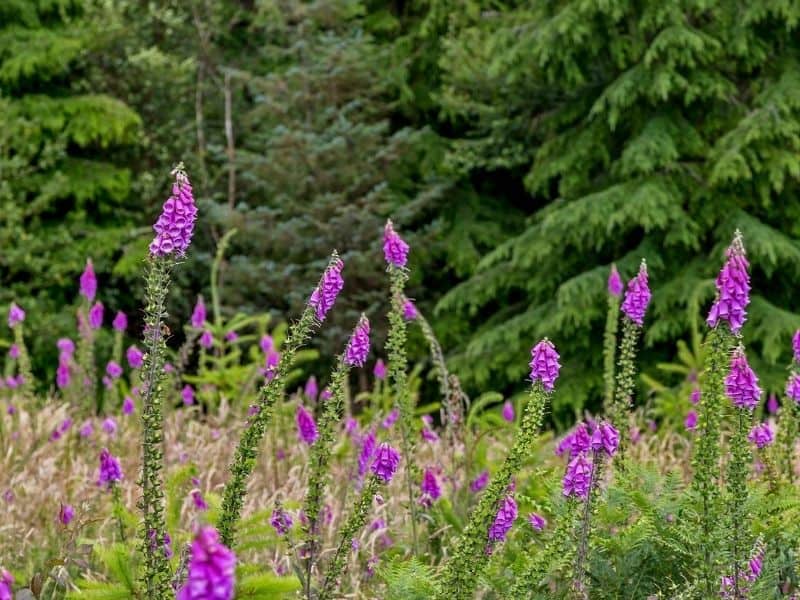 Field of gorgeous fuchsia colored foxgloves