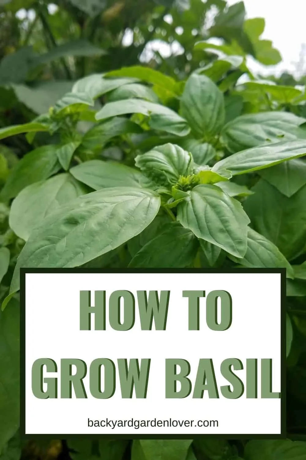 How to grow basil - Pinterest image