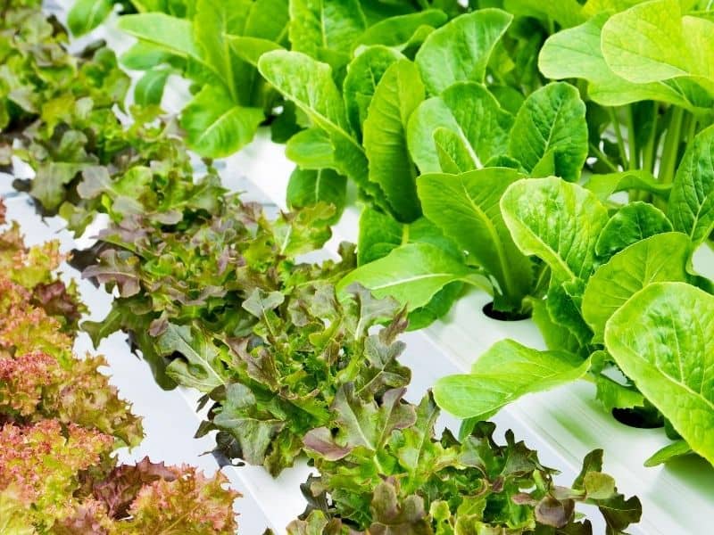 Hydroponic lettuce setup