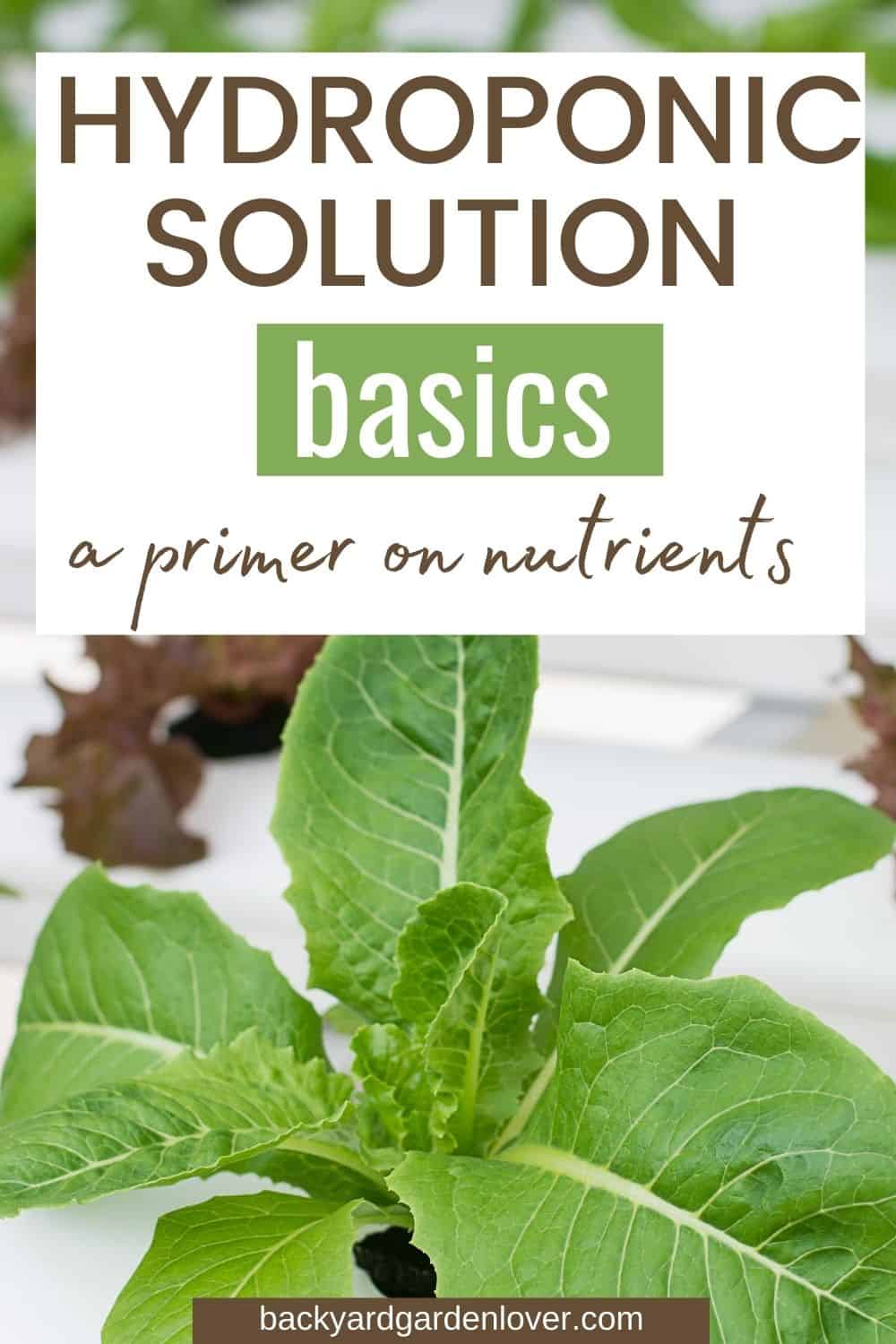 Hydroponic solution basics -  a primer on nutrients-  Pinterest image